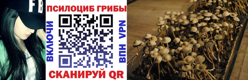 Псилоцибиновые грибы Psilocybe  Купить закладки  Цимлянск 